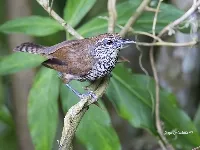 Pheugopedius maculipectus